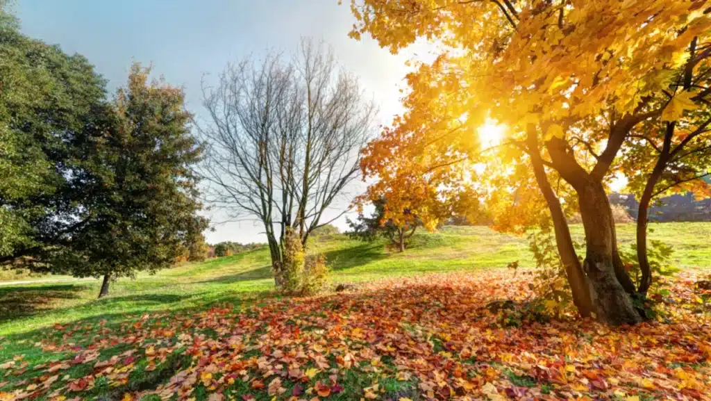 L'automne et les sept lois naturelles en aromathérapie - Gaiarome